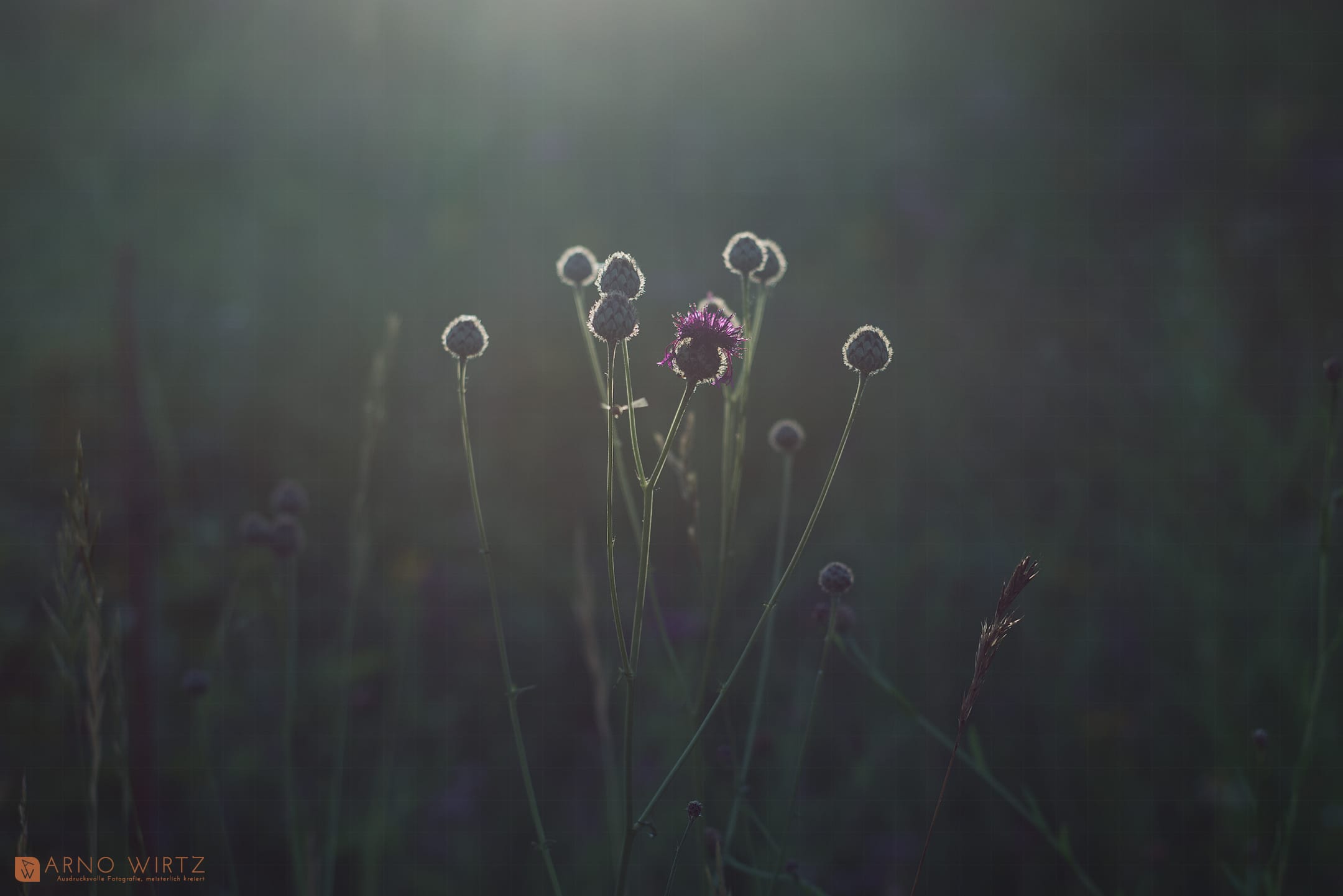 Arno Wirtz Fotografie - Fine Art Drucke und Leinwände